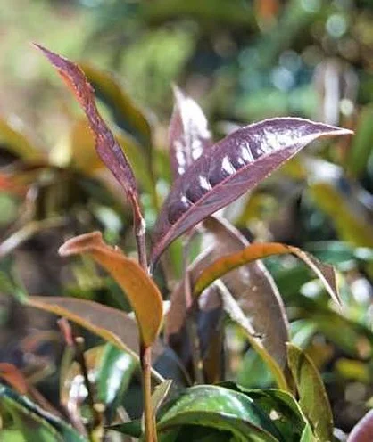 Purple Tea: Kenya's Anthocyanin Powerhouse