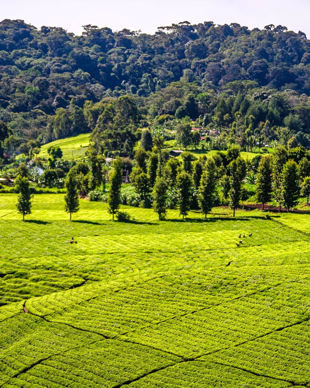 Tea Tourism in Kenya: From Estate Visits to Safari Integration