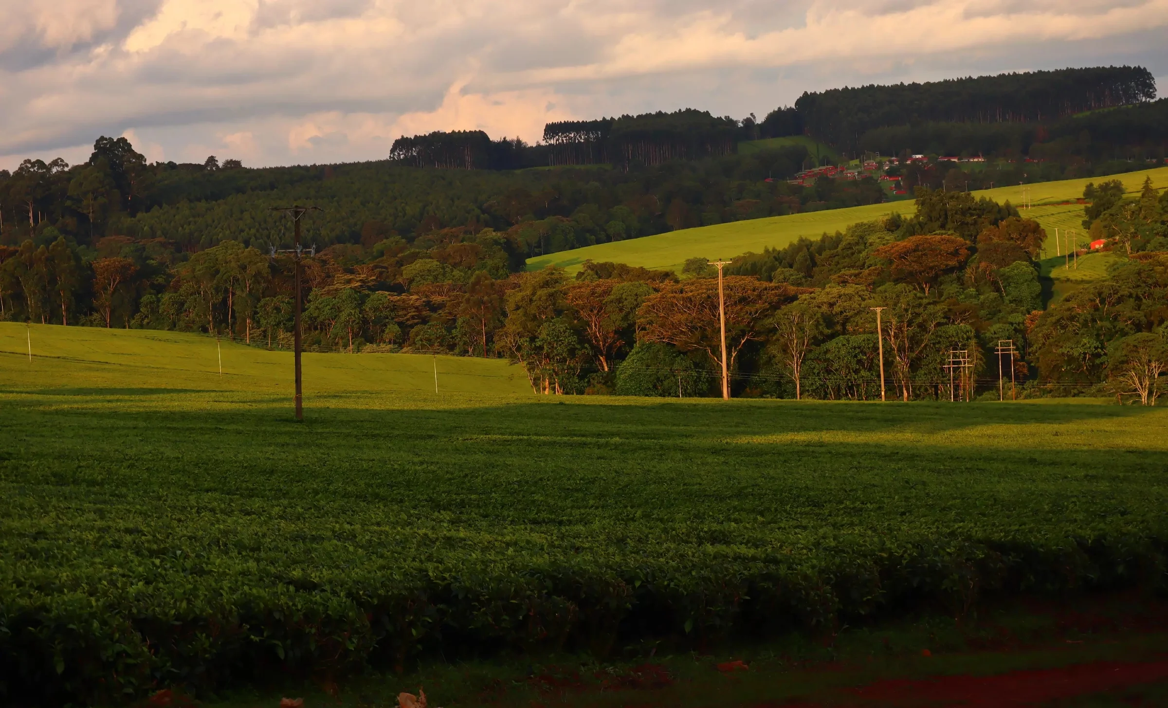 From Gatanga to Your Cup: The Fusion Leaf Journey